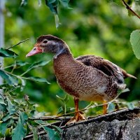 из серии " Когда я был в станице..." :: Николай Саржанов