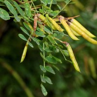 Плоды акации? :: Светлана 