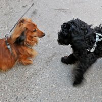 Давай поиграем! :: Светлана 