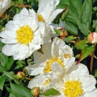 * * * :: Елена * * * :: Елена