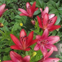 Лилии :: Freddy 97