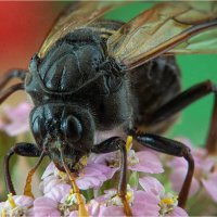 Большой берёзовый пилильщик :: Алексей Мезенцев