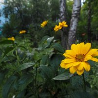 Природа в Городе :: юрий поляков Природа в Городе :: юрий поляков