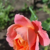 Утром расцвела :: Татьяна Лютаева