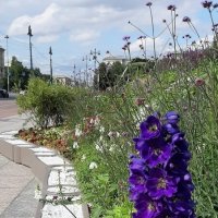 Цветущая Московская площадь :: Наталья Герасимова