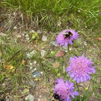 В Ботаническом саду Петрозаводска :: Ирэн 