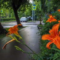 Природа в Городе :: юрий поляков