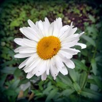 Июльская ромашка , лесная . :: Мила Бовкун