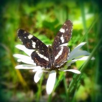 Бабочка на полевой ромашке . :: Мила Бовкун Бабочка на полевой ромашке . :: Мила Бовкун