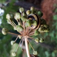 Улитки пируют! :: veilins veilins