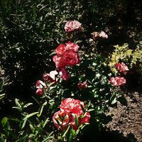 Летние этюды 59 :: Алексей Кузнецов