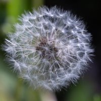 Одуванчик :: Фёдор Воронов