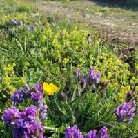 ПЛАТО ЛАГОНАКИ :: Tata Wolf ПЛАТО ЛАГОНАКИ :: Tata Wolf