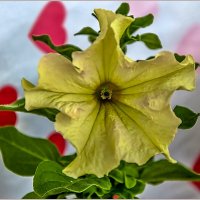 Про цветы... :: Aquarius - Сергей Про цветы... :: Aquarius - Сергей