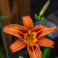 Дождь прошёл :: Александр Тарноградский Дождь прошёл :: Александр Тарноградский