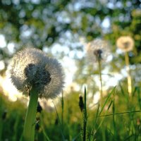 Летом в предзакатное время :: Александр Орлов Летом в предзакатное время :: Александр Орлов