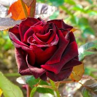 О красоте цветов. :: Милешкин Владимир Алексеевич 