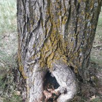 Кто,в теремочке живёт? :: Андрей Хлопонин Кто,в теремочке живёт? :: Андрей Хлопонин