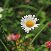 Июль...Улыбка ромашки! :: Владимир 