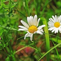 Июль...Ромашки-сестрички! :: Владимир 