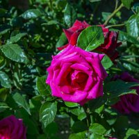 Роза :: Анатолий Чикчирный Роза :: Анатолий Чикчирный