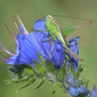 Кузнечик :: Дмитрий Шемонаев