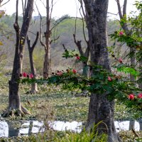 Najafgarh Drain Bird Sanctuary (Наджафгарх Дрейн) :: Георгий А