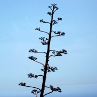 Ничего лишнего :: Натали 