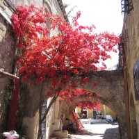 Цветы :: Натали 