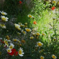 Свет и тени :: Натали 