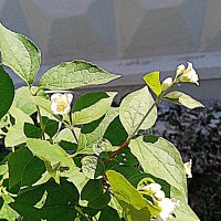 Цветы. :: Владимир Драгунский