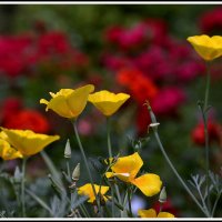 Краски лета :: Aleksandr Gal