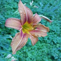 С капельками дождя :: Елена Семигина