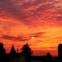 Нереальный!!! :: светлана льдокова