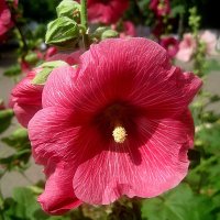 Мальва :: Елена Семигина Мальва :: Елена Семигина