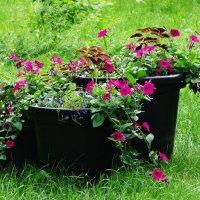 Петуния :: Рита Симонова