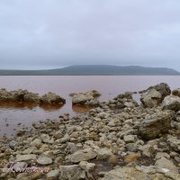 Природа Крыма :: Amazing Cosmea