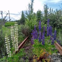 Люпины :: Сапсан 