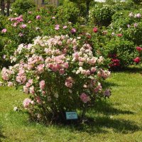 французский парк в Рундале :: ИННА ПОРОХОВА