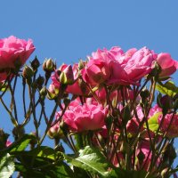 французский парк в Рундале :: ИННА ПОРОХОВА