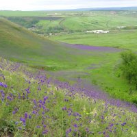 Когда цветёт шалфей... :: Андрей Заломленков