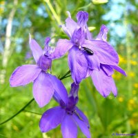 Про июль... :: Андрей Заломленков