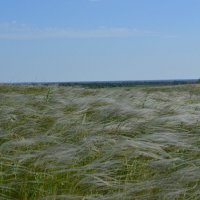 Ковыль. :: Виктор 