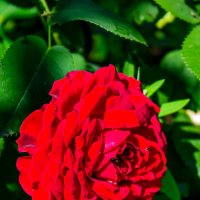 Дачная роза :: Светлана SvetNika17 Дачная роза :: Светлана SvetNika17