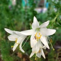 На клумбе лилия цветёт...Лето - пора цветов :: tatyana 