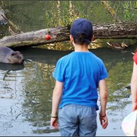 Дети заканчивают кормление бобра яблоком :: Сергей Премонишын Дети заканчивают кормление бобра яблоком :: Сергей Премонишын