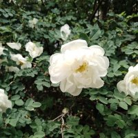 лето 2025 :: Анастасия Малыгина лето 2025 :: Анастасия Малыгина