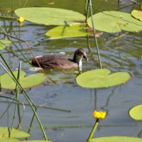 Чомга серощекая :: Александр Чеботарь Чомга серощекая :: Александр Чеботарь