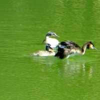 Чомга (большая поганка) :: Александр Чеботарь Чомга (большая поганка) :: Александр Чеботарь