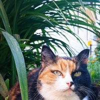 *** :: Светлана Кузнецова